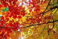 Fall Colors